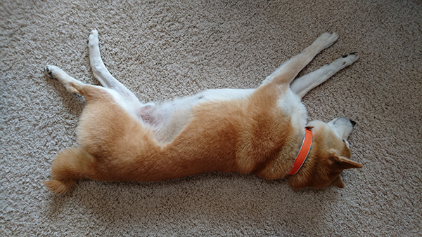 dsc_0227_23486049134_o